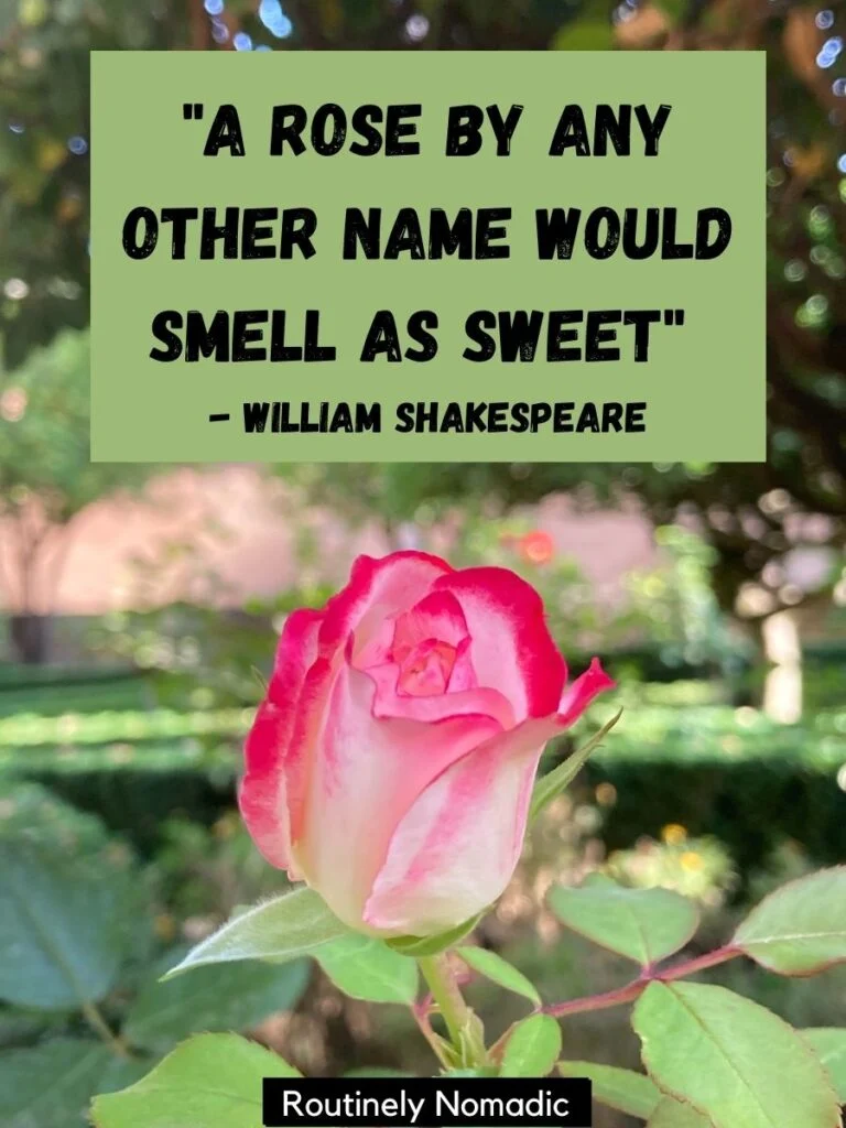 Inspirational Quotes About Roses A Rose By Any Other Name