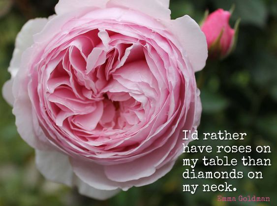 Inspirational Quotes About Roses I'd Rather Have Roses On