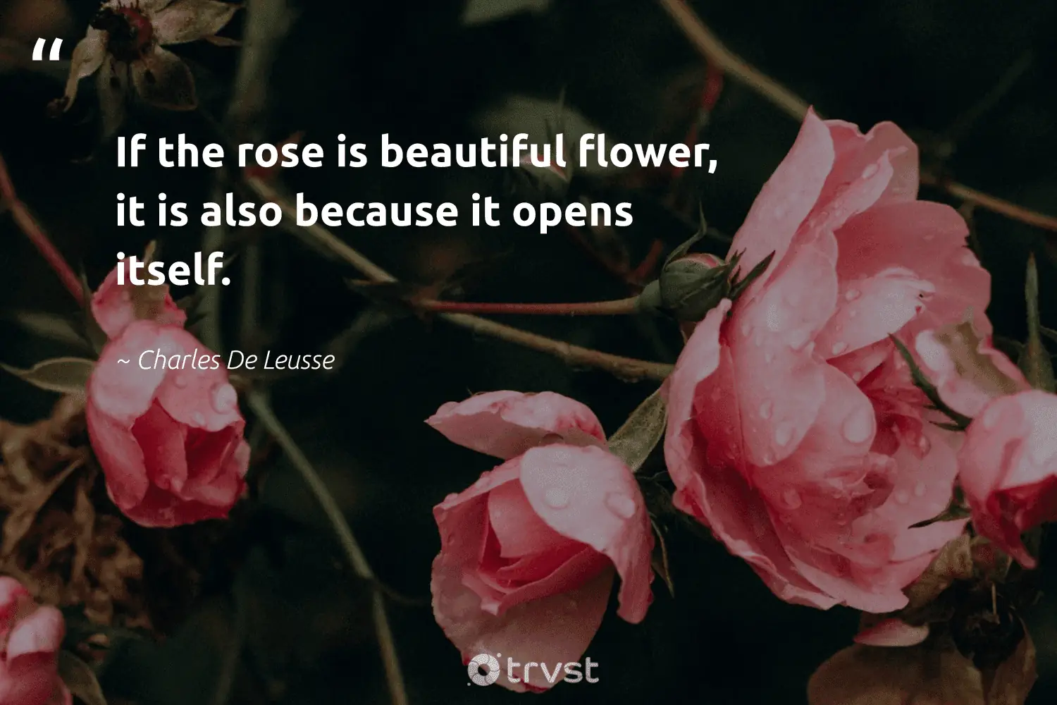 Inspirational Quotes About Roses If The Rose Is Beautiful Flower