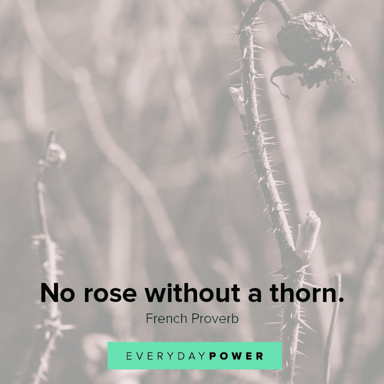Inspirational Quotes About Roses No Rose Without A Thorn