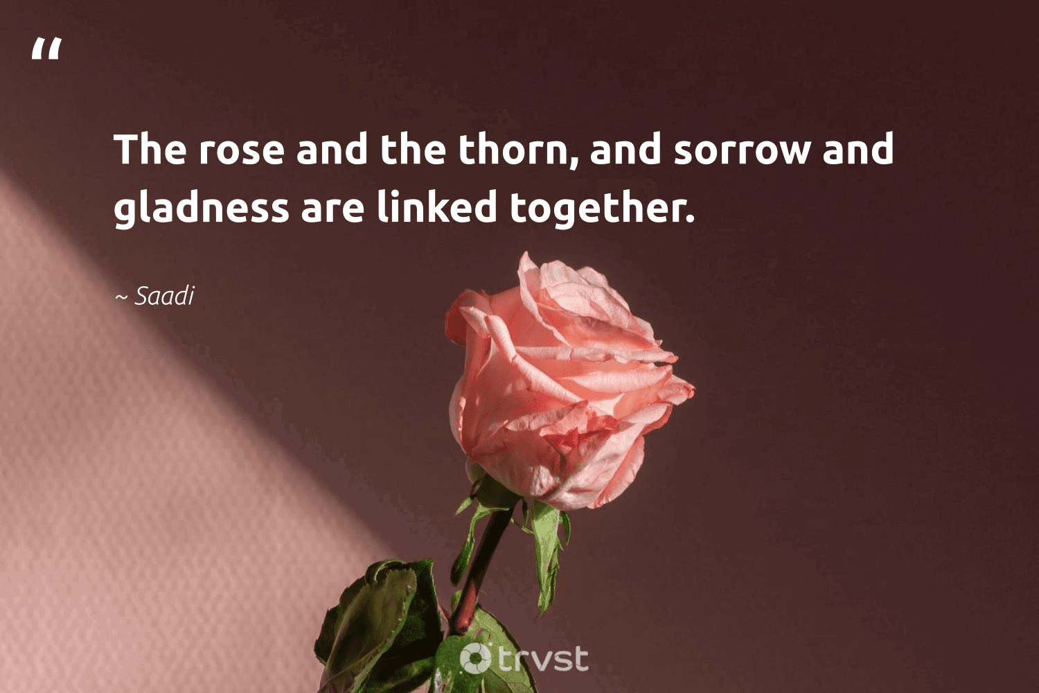 Inspirational Quotes About Roses The Rose And The Thorn, And Sorrow And Gladness