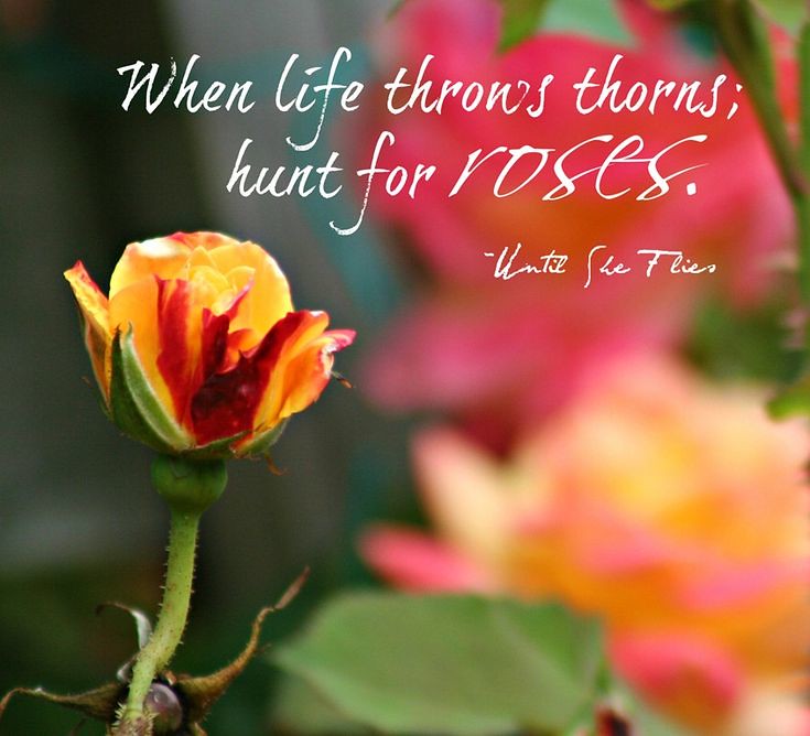 Inspirational Quotes About Roses When Life Throws Thorns; Hunt For Roses