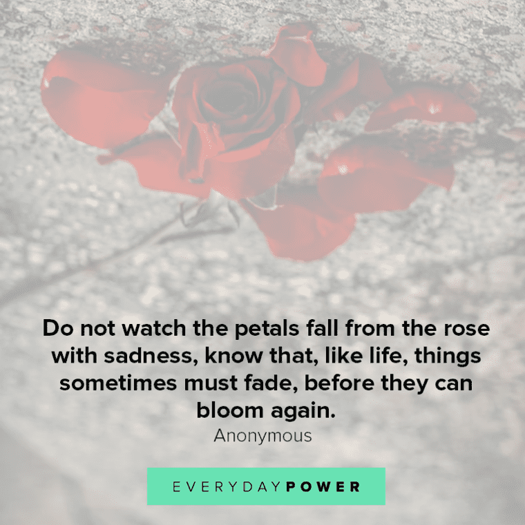 Quotes About Roses And Love Do Not Watch The Petals Fall From The Rose With Sadness
