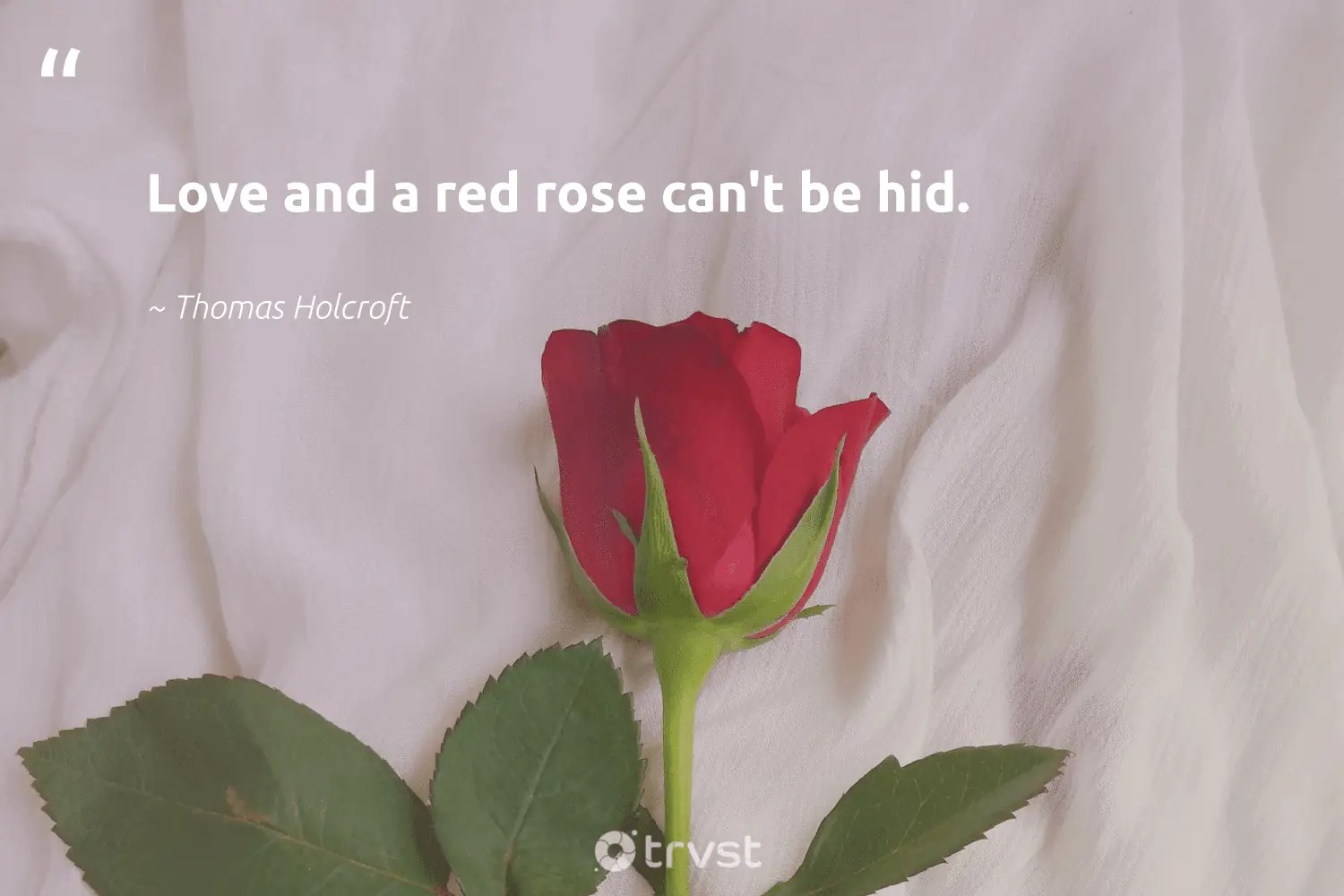 Quotes About Roses And Love Love And A Red Rose Can't Be Hid