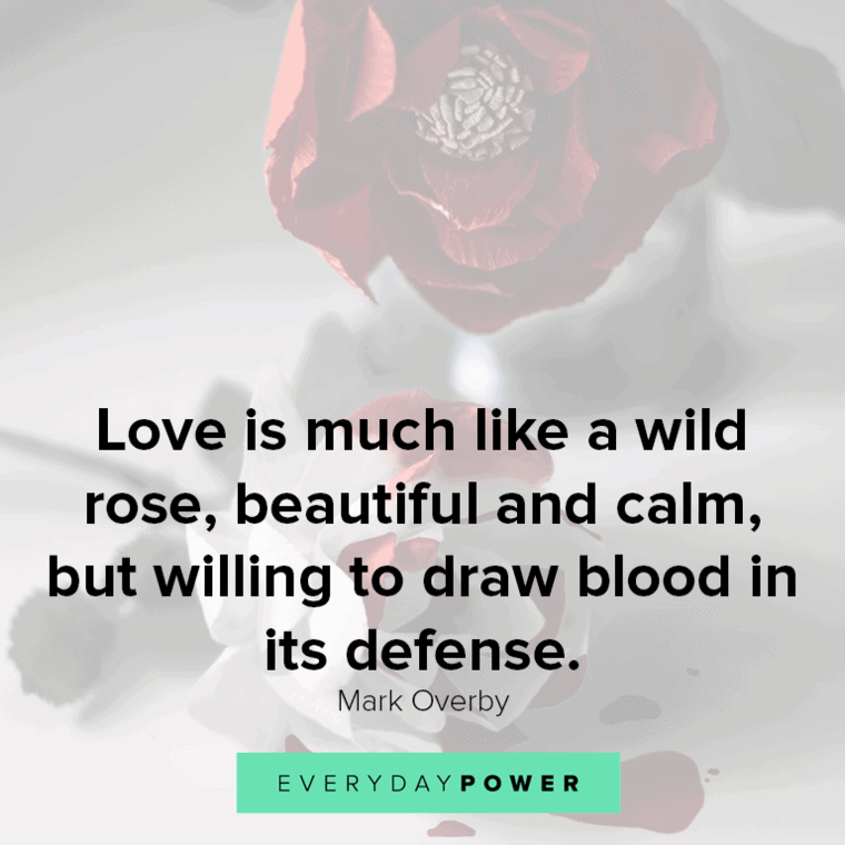 Quotes About Roses And Love Love Is Much Like A Wild Rose