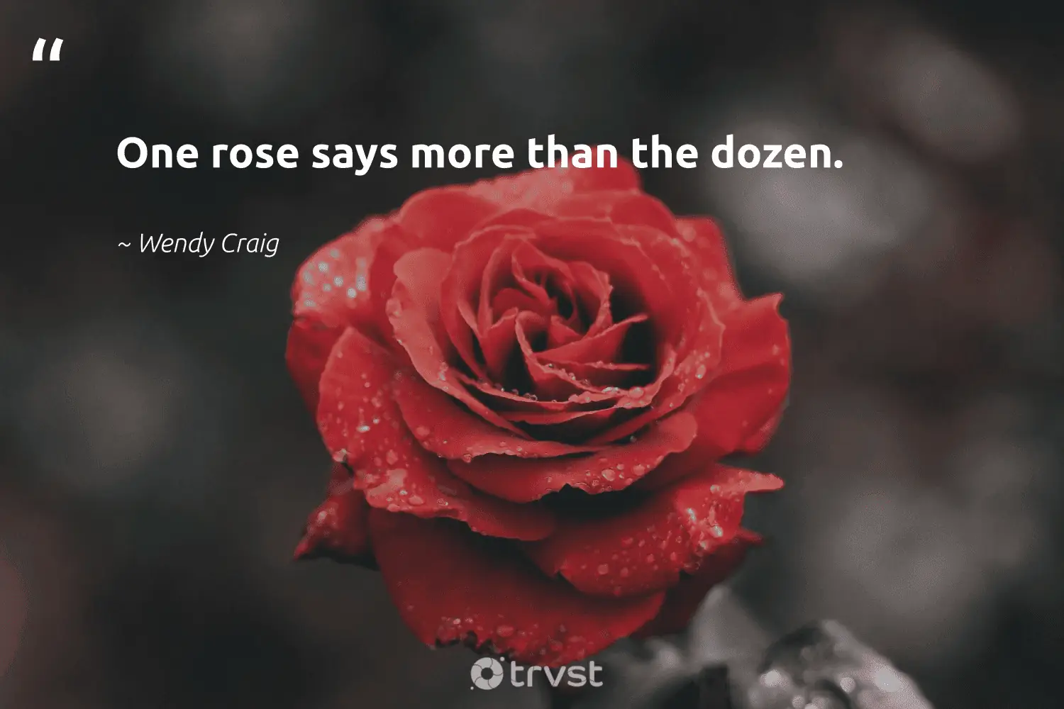Quotes About Roses And Love One Rose Says More Than The Dozen