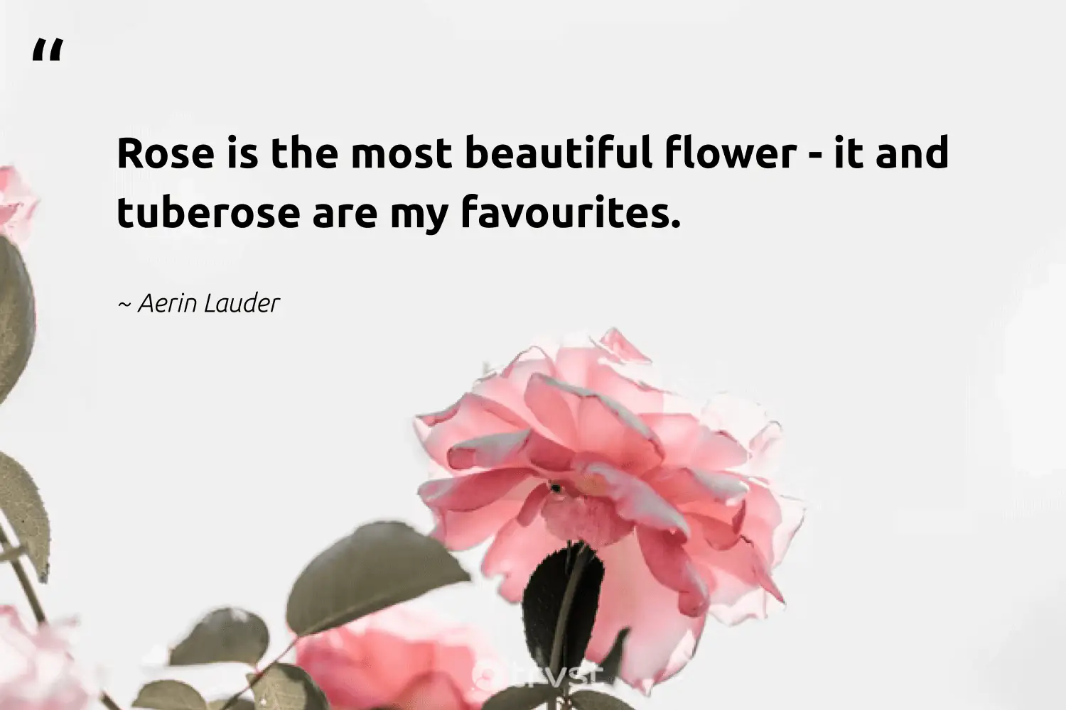 Quotes About Roses And Love Rose Is The Most Beautiful Flower