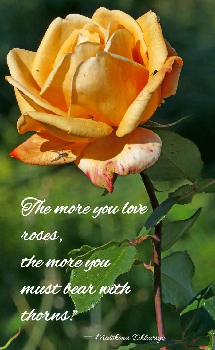 Quotes About Roses And Love The More You Love Roses, The More You Must
