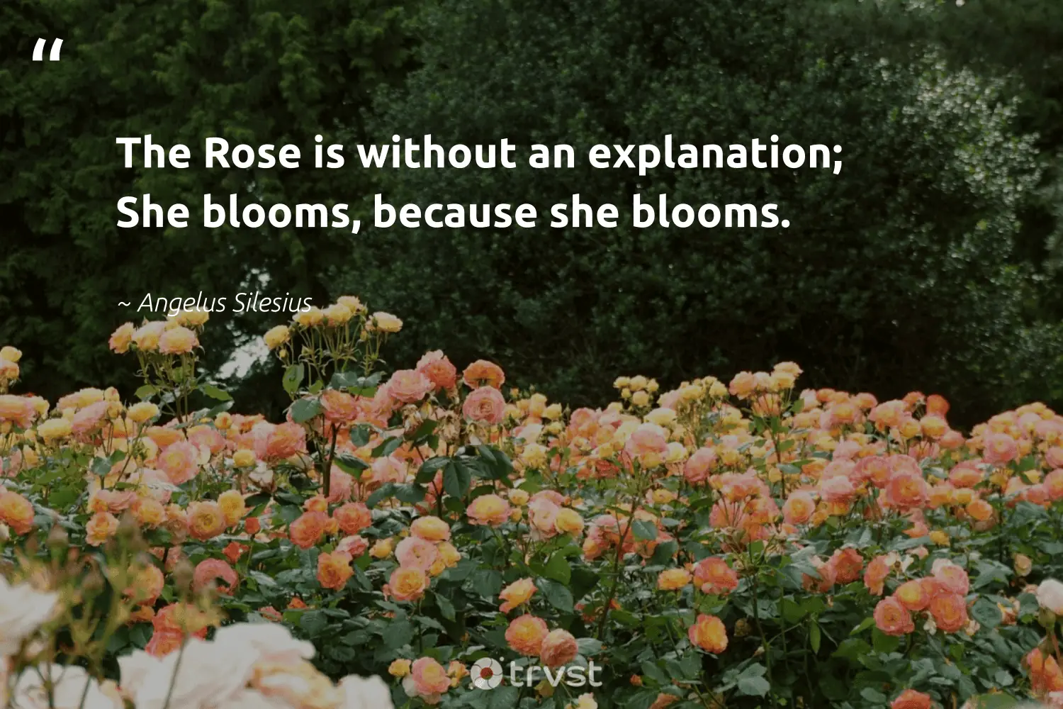 Quotes About Roses And Love The Rose Is Without An Explanation