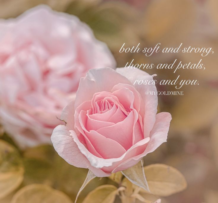 Quotes About Roses In Life Both Soft And Strong, Thorns And Petals