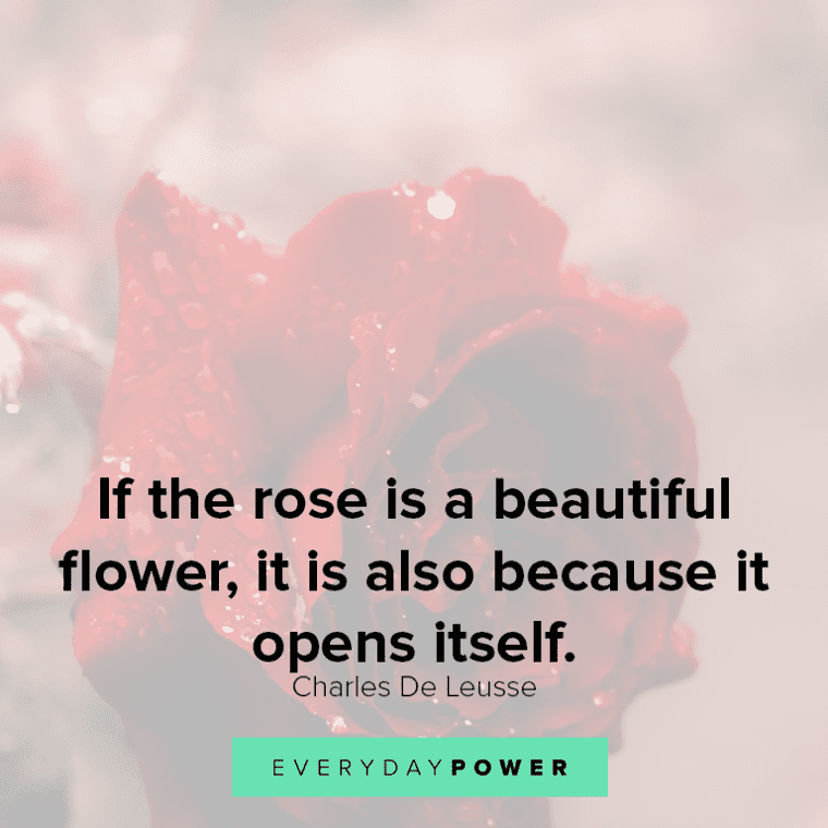 Quotes About Roses In Life If The Rose Is A Beautiful Flower