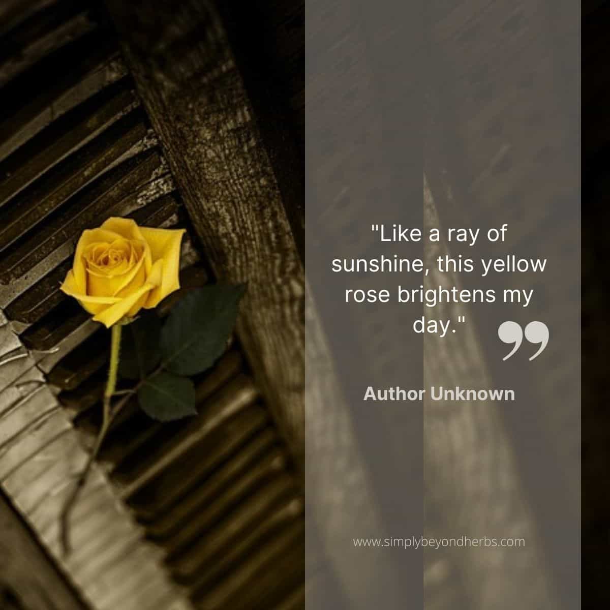 Quotes About Roses In Life Like A Ray Of Sunshine, This Yellow