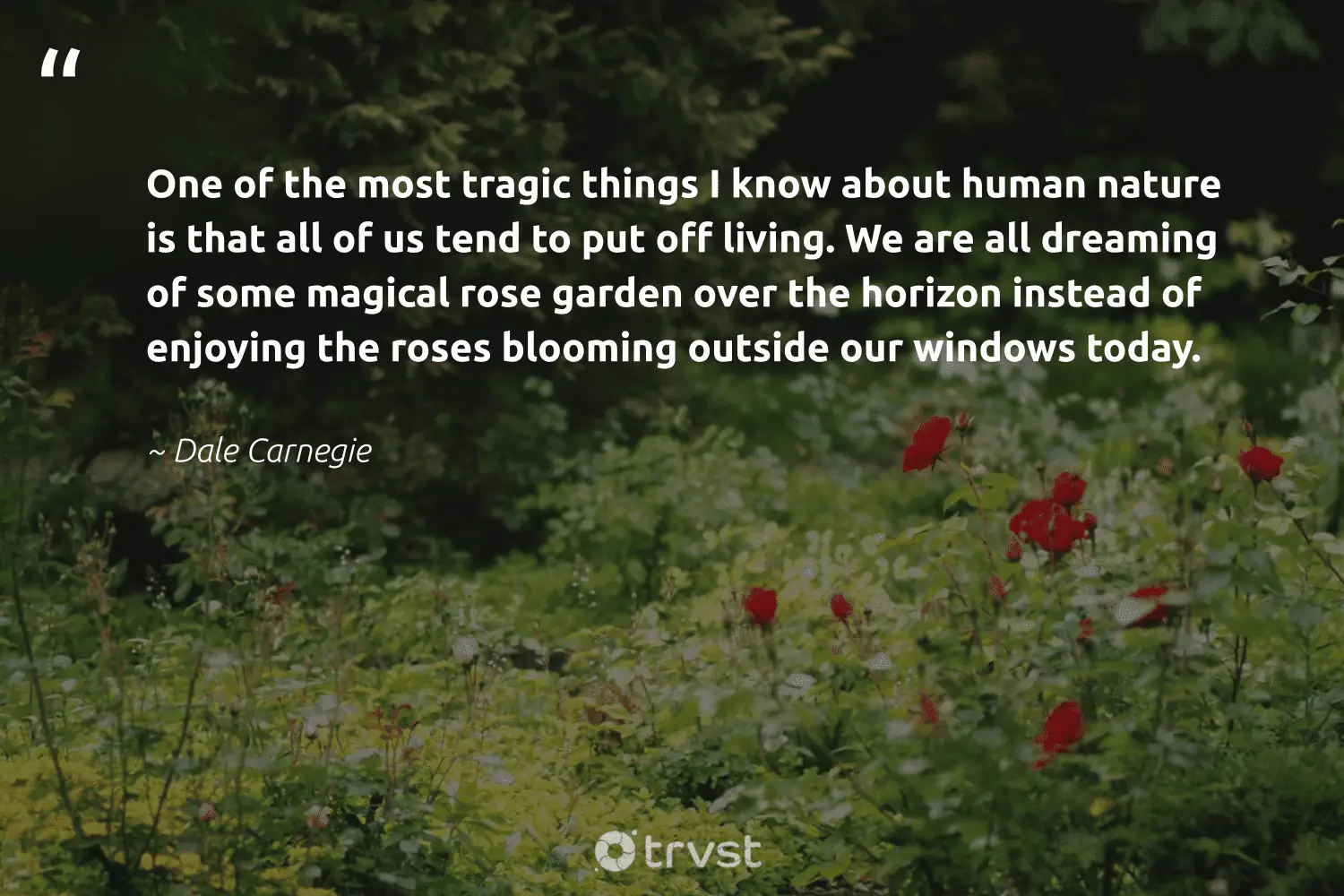 Quotes About Roses In Life One Of The Most Tragic Things I Know About Human