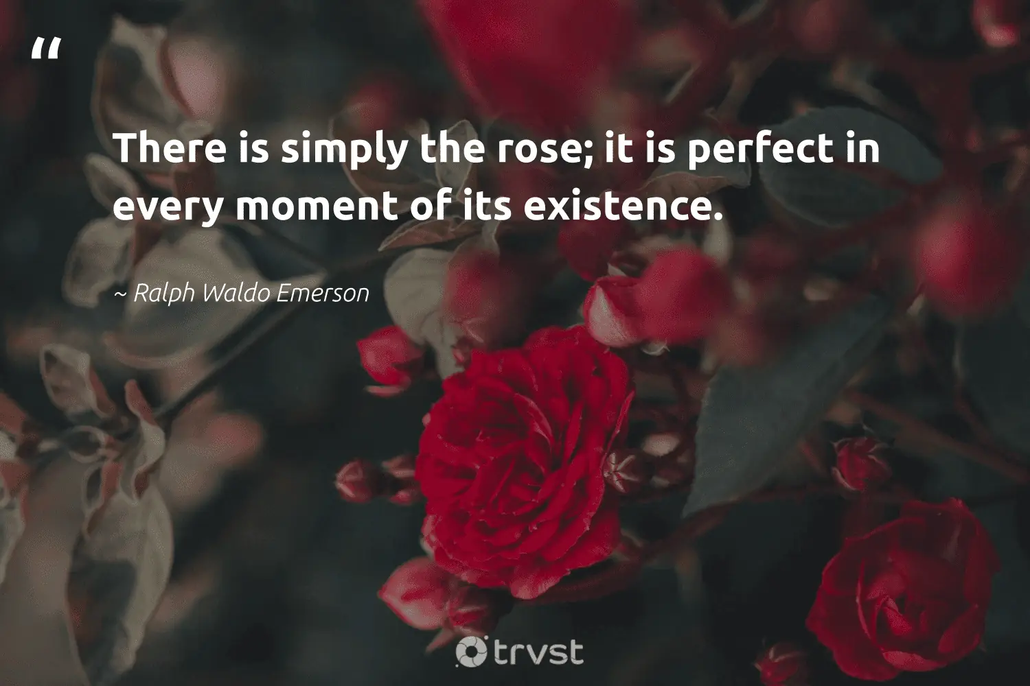 Quotes About Roses In Life There Is Simply The Rose; It Is Perfect In