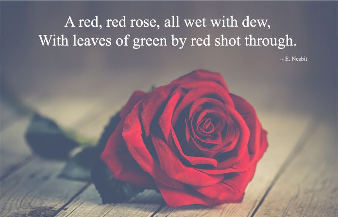 Red Rose Quotes A Red, Red Rose, All Wet With Dew, With Leaves