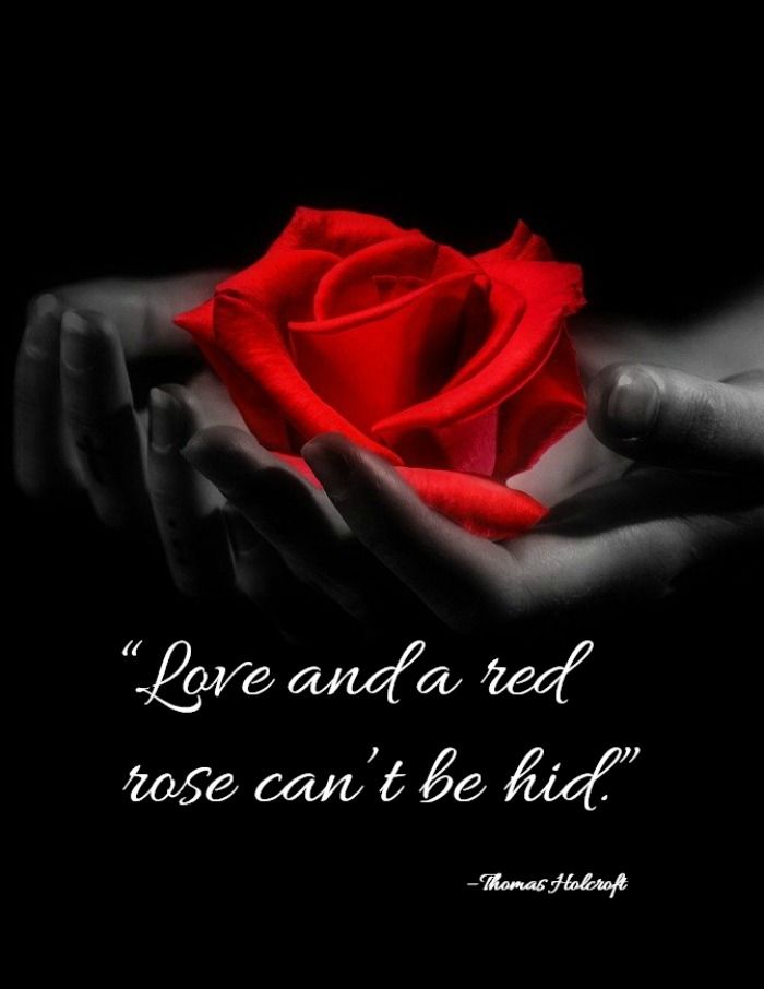 Red Rose Quotes Love And A Red Rose Can't Be Hid