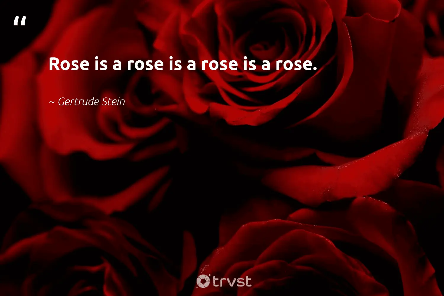 Red Rose Quotes Rose Is A Rose Is A Rose Is A Rose