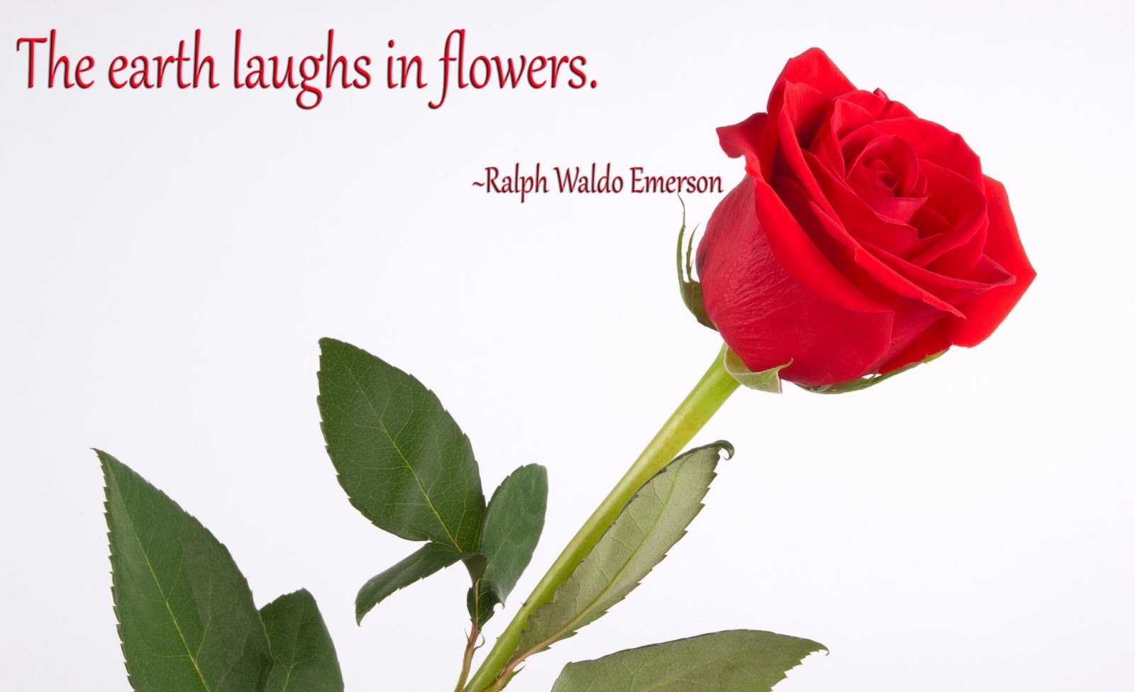 Red Rose Quotes The Earth Laughs In Flowers