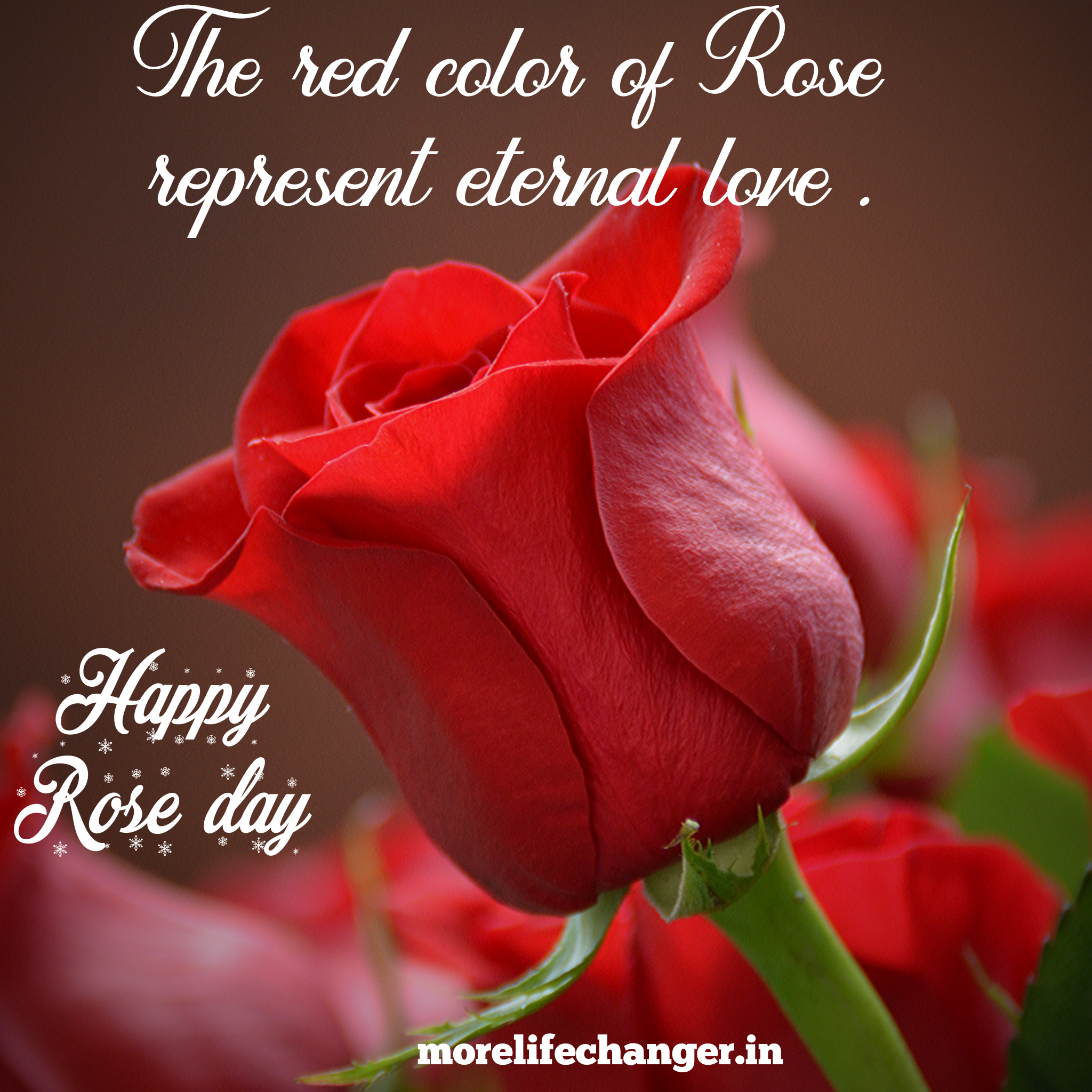 Red Rose Quotes The Red Color Of Rose Represent Eternal Love
