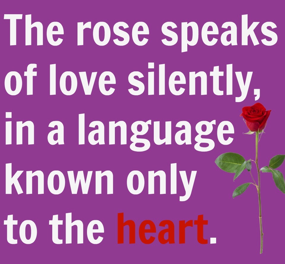 Red Rose Quotes The Rose Speaks Of Love Silently
